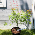 Acer Palmatum 'Phoenix' - Érable du Japon