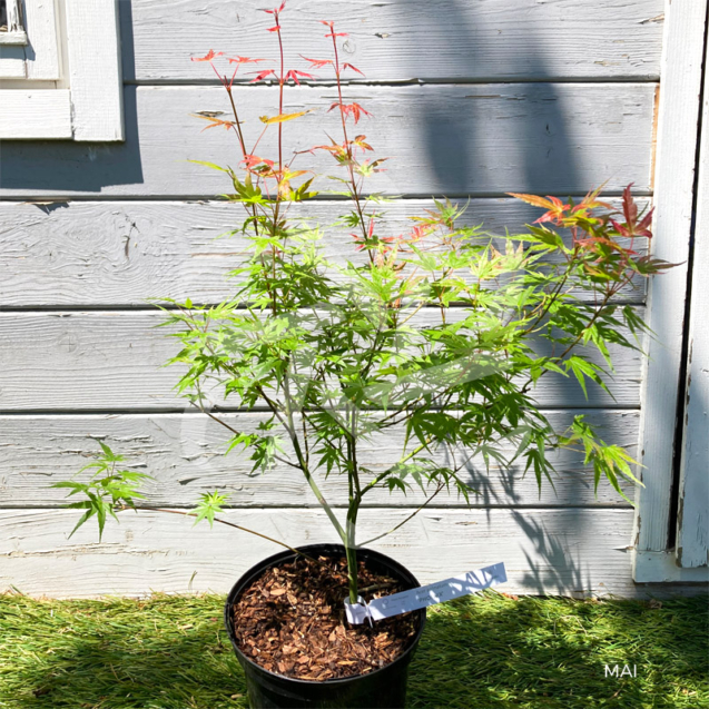 Acer Palmatum 'Phoenix' - Érable du Japon