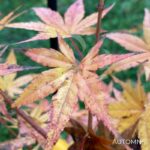 Acer Palmatum 'Phoenix' - Érable du Japon