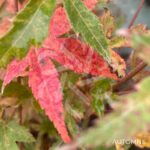 Acer Palmatum 'Phoenix' - Érable du Japon