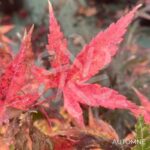 Acer Palmatum 'Phoenix' - Érable du Japon