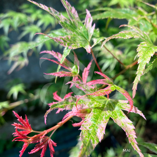 Acer Palmatum 'Phoenix' - Érable du Japon