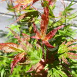 Acer Palmatum 'Phoenix' - Érable du Japon