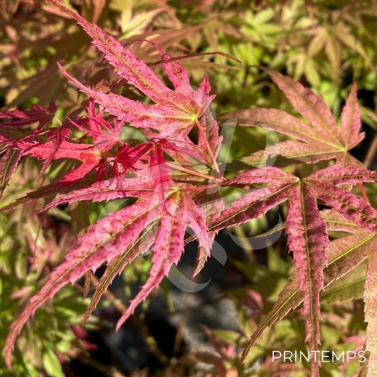 Acer Palmatum 'Phoenix' - Érable du Japon