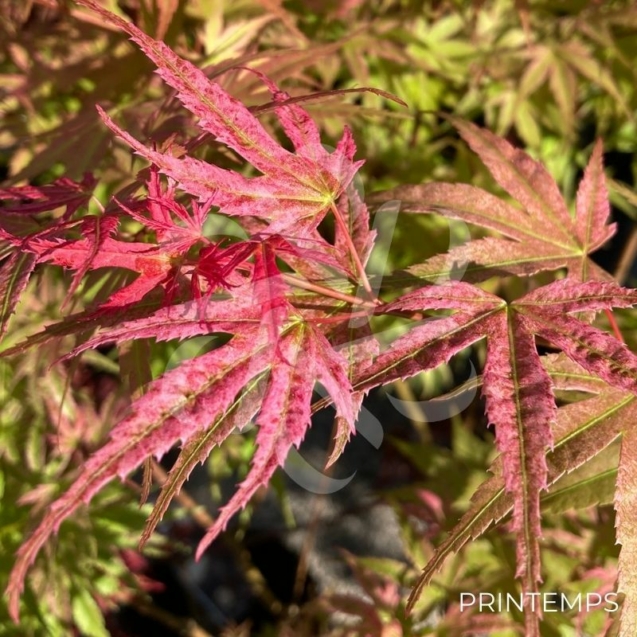 Acer Palmatum 'Phoenix' - Érable du Japon