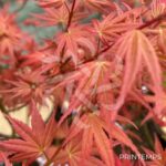 Acer Palmatum 'Phoenix' - Érable du Japon