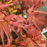 Acer Palmatum 'Phoenix' - Érable du Japon
