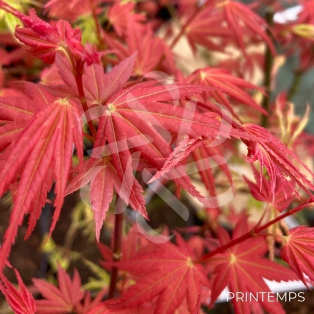 Acer Palmatum 'Phoenix' - Érable du Japon