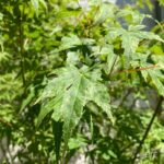 Acer Palmatum 'Phoenix' - Érable du Japon