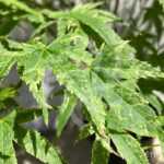 Acer Palmatum 'Phoenix' - Érable du Japon
