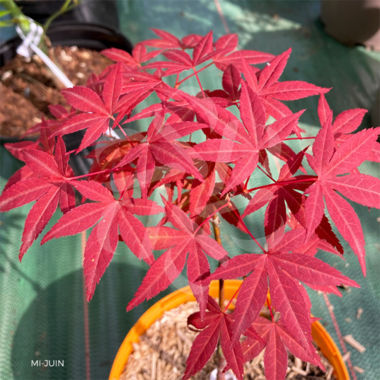 Acer Palmatum 'Red Crusader' - Érable du Japon