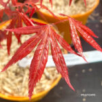 Acer Palmatum 'Red Crusader' - Érable du Japon