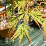 Acer Palmatum 'Red Lane' - Érable du Japon