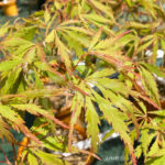 Acer Palmatum 'Red Lane' - Érable du Japon