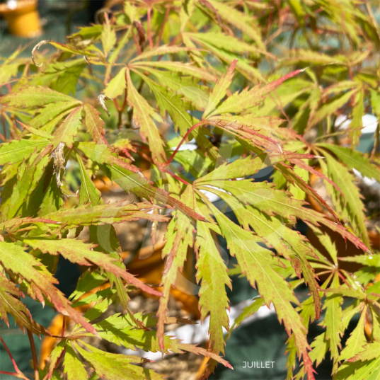 Acer Palmatum 'Red Lane' - Érable du Japon