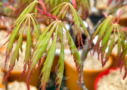 Acer Palmatum 'Red Lane' - Érable du Japon