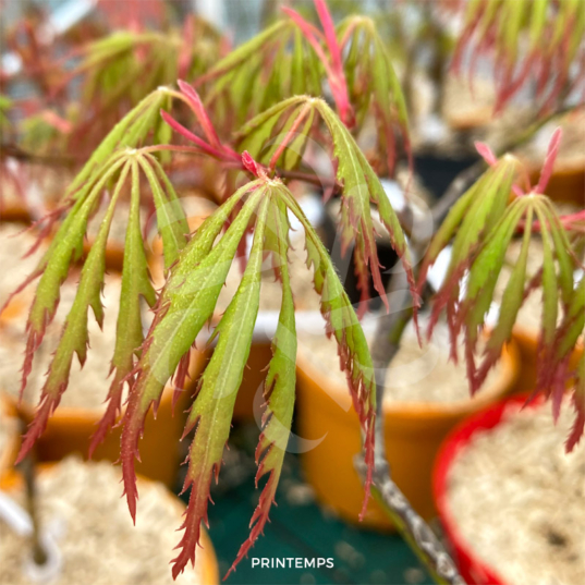 Acer Palmatum 'Red Lane' - Érable du Japon