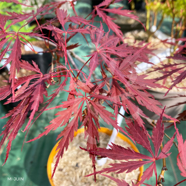 Acer Palmatum 'Red Select' - Érable du Japon