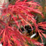 Acer Palmatum 'Red Select' - Érable du Japon