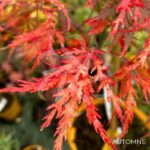 Acer Palmatum 'Red Select' - Érable du Japon