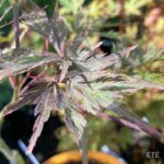 Acer Palmatum 'Red Select' - Érable du Japon