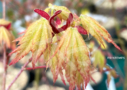 Acer palmatum 'Russel Grace' - Érable du Japon