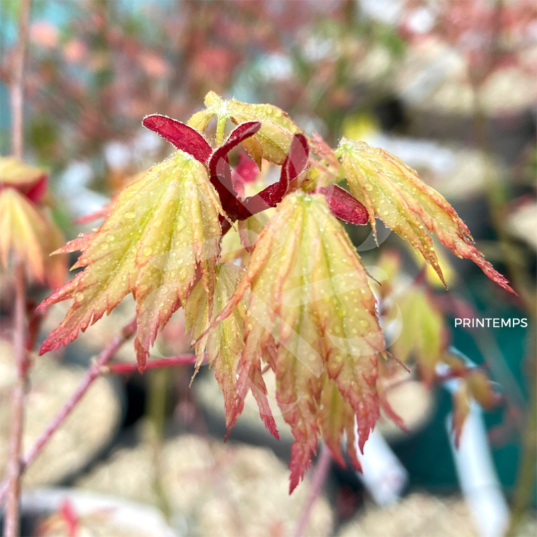 Acer palmatum 'Russel Grace' - Érable du Japon