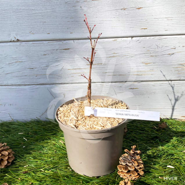 Acer palmatum 'Sekka Yatsubusa' - Érable du Japon