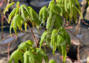 Acer palmatum 'Sekka Yatsubusa' - Érable du Japon