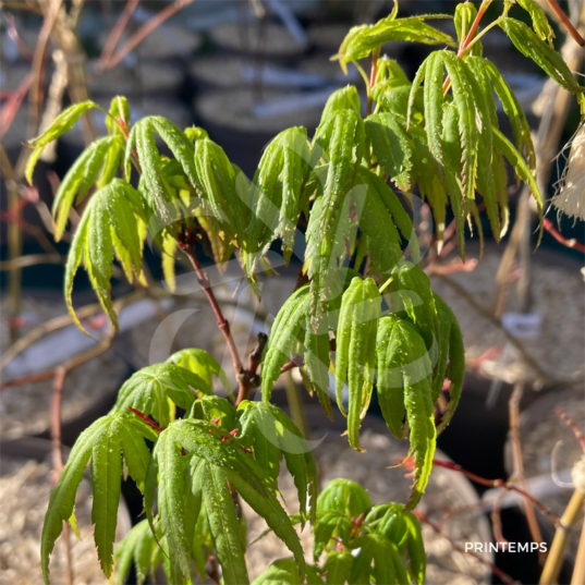 Acer palmatum 'Sekka Yatsubusa' - Érable du Japon