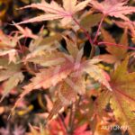 Acer palmatum 'Sekka Yatsubusa' - Érable du Japon