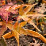 Acer palmatum 'Sekka Yatsubusa' - Érable du Japon