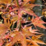Acer palmatum 'Sekka Yatsubusa' - Érable du Japon