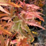 Acer palmatum 'Sekka Yatsubusa' - Érable du Japon