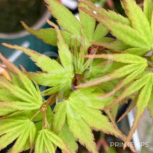 Acer palmatum 'Sekka Yatsubusa' - Érable du Japon