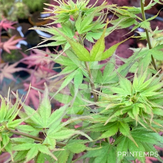 Acer palmatum 'Sekka Yatsubusa' - Érable du Japon