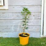 Acer palmatum 'Sekka Yatsubusa' - Érable du Japon