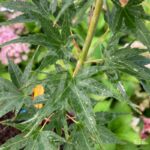 Acer palmatum 'Sekka Yatsubusa' - Érable du Japon