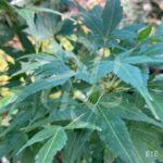 Acer palmatum 'Sekka Yatsubusa' - Érable du Japon