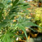 Acer palmatum 'Sekka Yatsubusa' - Érable du Japon