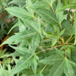 Acer palmatum 'Sekka Yatsubusa' - Érable du Japon