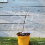 Acer palmatum 'Sekka Yatsubusa' - Érable du Japon