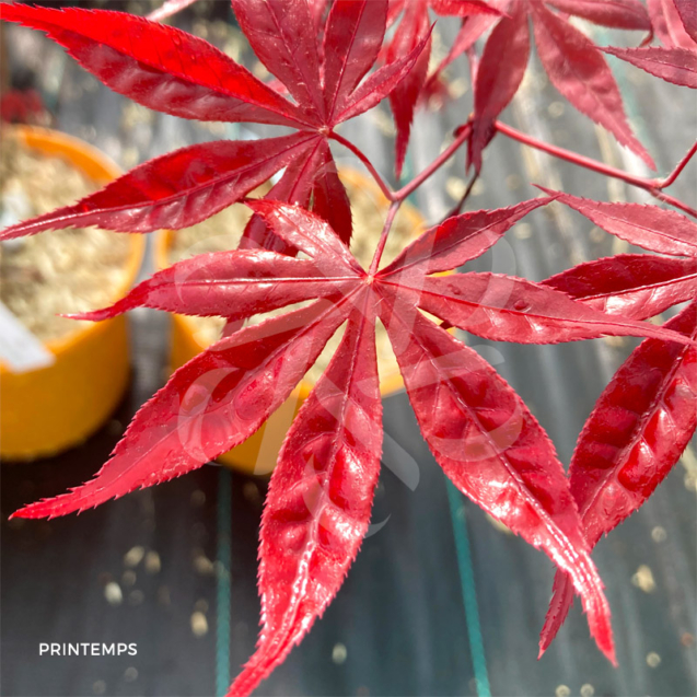 Acer Palmatum 'Shogun' - Érable du Japon