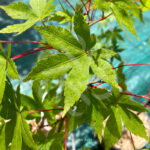 Acer palmatum 'Shohrei Ki Ji' - Érable du Japon