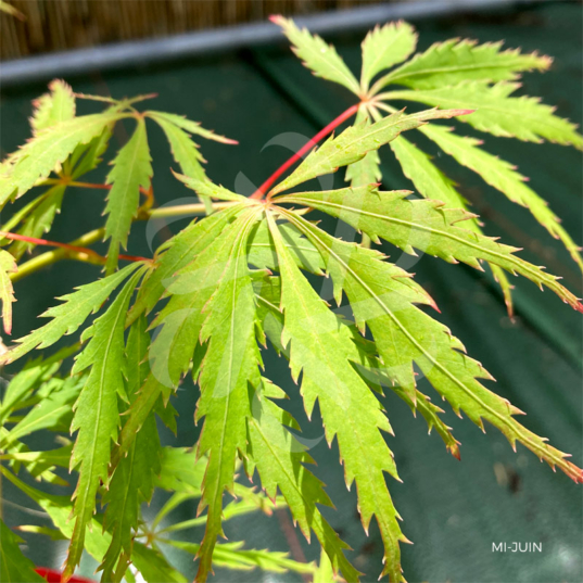 Acer Palmatum 'Spring Delight' - Érable du Japon