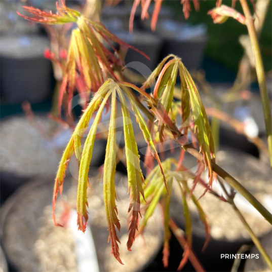 Acer Palmatum 'Spring Delight' - Érable du Japon