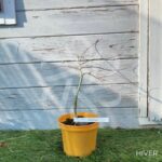 Acer Palmatum 'Spring Delight' - Érable du Japon