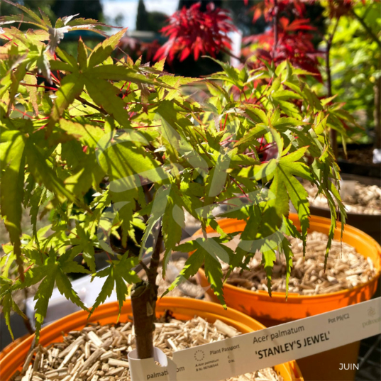 Acer Palmatum 'Stanley's Jewel' - Érable du Japon