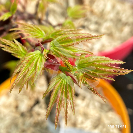 Acer Palmatum 'Stanley's Jewel' - Érable du Japon