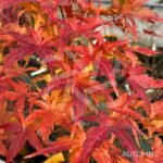 Acer Palmatum 'Stanley's Jewel' - Érable du Japon
